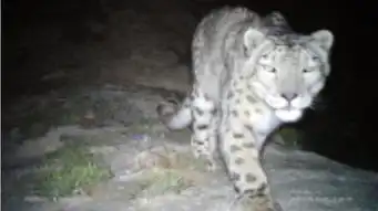 世界自然基金会wwf专家在阿克塞县开展第二次雪豹保护监测红外线相机回收采集工作 世界自然基金会wwf专家在阿克塞县开展第二次雪豹保护监测红外线相机回收采集工作