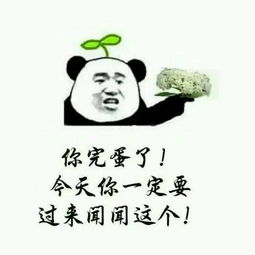  宿舍门前石楠开