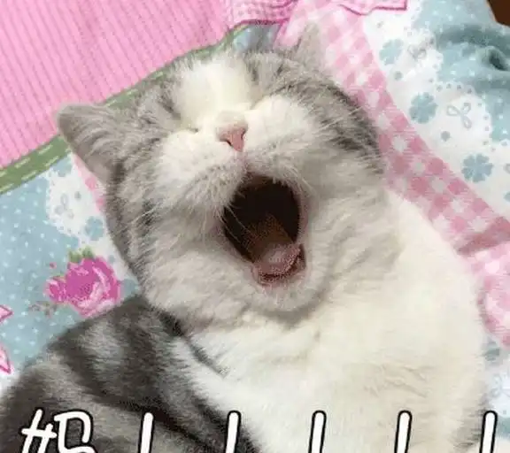  主人起身上厕所,空留猫咪呼呼大睡,回来时笑翻了
