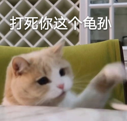  可爱沙雕表情包打死你这个龟孙