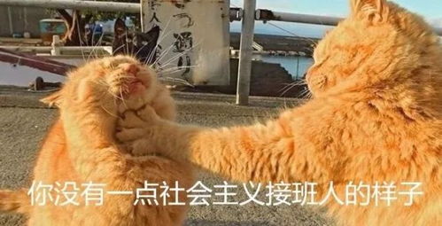 猫咪呕吐表情包猫图