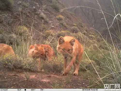 表情祁连山国家公园首次拍到国内5只雪豹同框画面祁连山表情 表情祁连山国家公园首次拍到国内5只雪豹同框画面祁连山表情