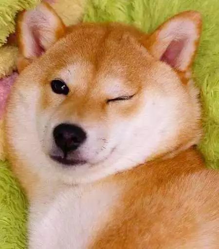 气嘟嘟表情包柴犬