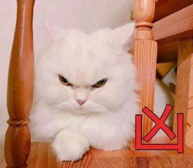  人生中的第一只猫,可能轮不到你来挑