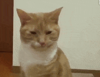  猫咪舔完小菊后吧唧了一下嘴,然后表情生无可念怀疑猫生