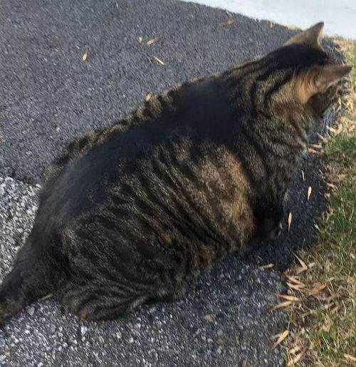  最容易变胖的猫排行榜里,第一位竟不是橘猪
