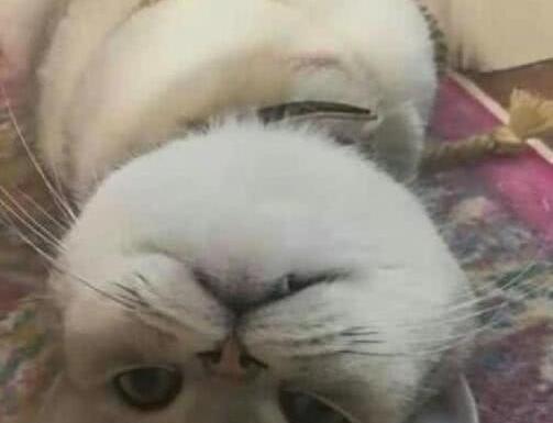  猫咪不肯打驱虫药,主人把猫咪五花大绑,猫咪这表情谁能体会