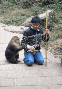  搞笑gif狗狗坏了,坏了,铲屎的真的生气了