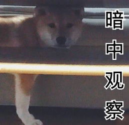  今天的又一拨儿柴犬表情包来袭,拿走不谢