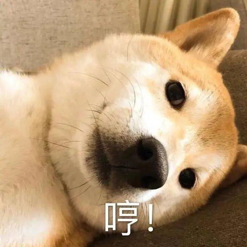  沙雕表情包