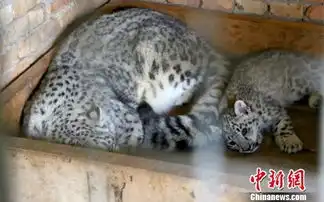 中国雪豹繁育基地今年首对双胞胎度过危险期 中国雪豹繁育基地今年首对双胞胎度过危险期