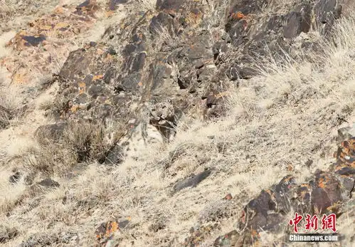 雪豹表情包和静县