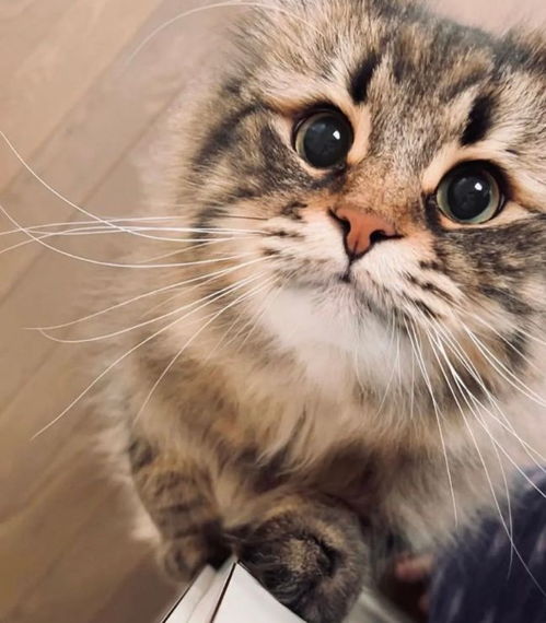 一只倔强的猫咪明明可以靠脸吃饭,却偏偏要做表情包