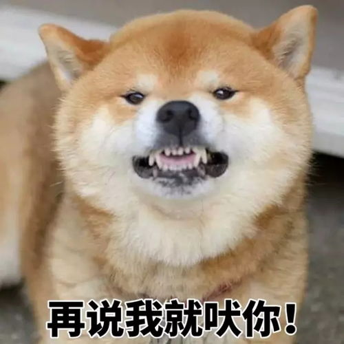  柴犬一听,不乐意了