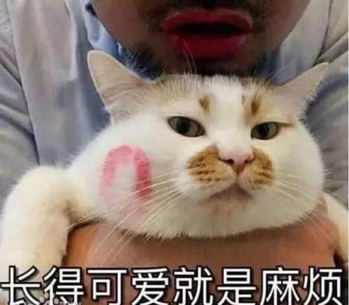 铲屎官们看好了,不注意这点,猫咪可能会疾病缠身