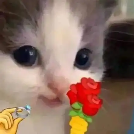 猫咪头拿花表情包合集 猫咪头拿花表情包合集