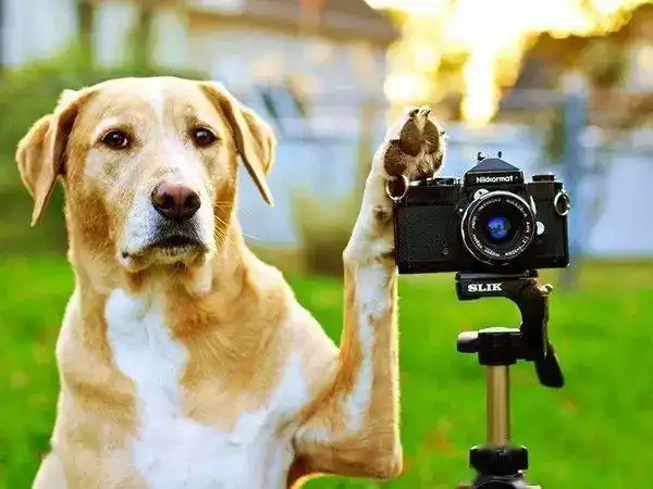 哈哈汪星人的搞笑瞬间,令人捧腹不已 哈哈汪星人的搞笑瞬间,令人捧腹不已