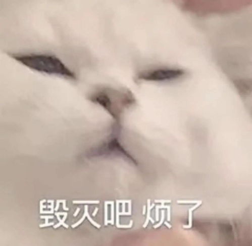 celeste表情包秋裤