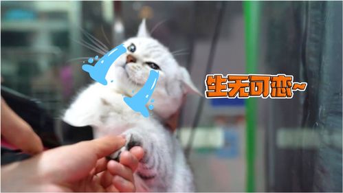  梦泪和兮兮带小叮当去宠物店洗澡,一副生无可恋的表情,哈哈