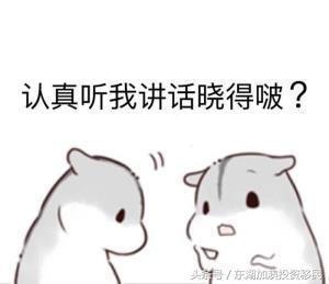 小仓鼠表情包一组小仓鼠