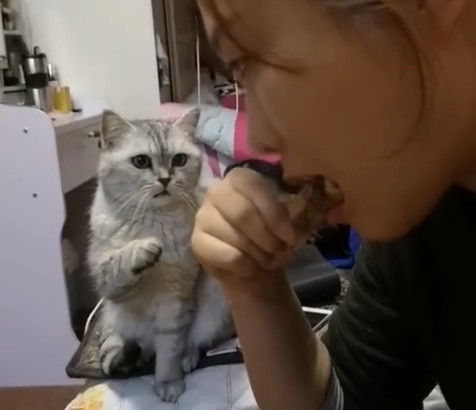  主人在吃鸡腿,猫咪想讨食但又不好意思,手足无措的样子让人笑哭
