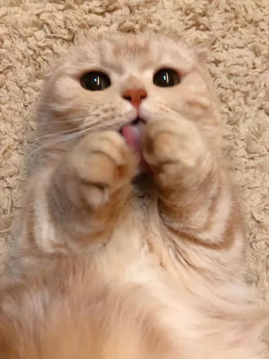  这只网红猫咪凭吐舌头撩倒200万粉丝