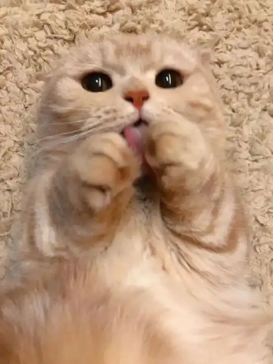 这只网红猫咪凭吐舌头撩倒200万粉丝 这只网红猫咪凭吐舌头撩倒200万粉丝