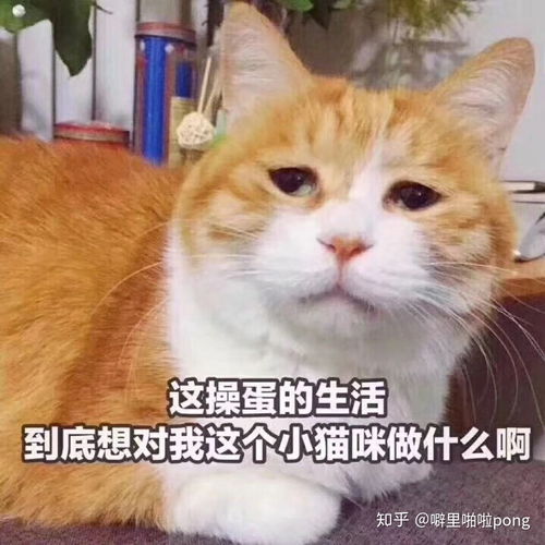  为什么人们总觉得中性打扮剪短头发的女生就是t