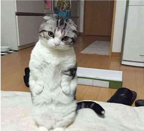  刚睡醒就见猫咪瞪人,知道原因后笑喷祖宗我错了