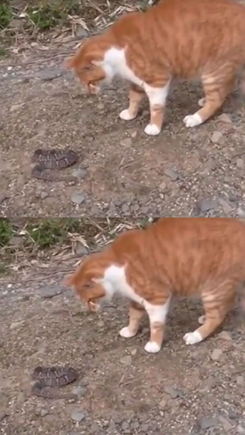  当蛇遇上猫注定是悲剧的,蛇你别耍我了,给我个痛快吧