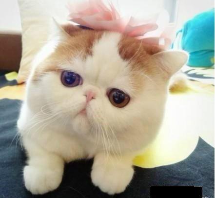  这种胖胖圆圆的猫猫是什么品种呀