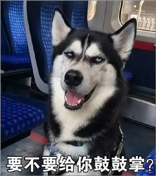 哈士奇遭主人抛弃,好心人觉得是拆家被丢弃,看清纸条后傻眼了 哈士奇遭主人抛弃,好心人觉得是拆家被丢弃,看清纸条后傻眼了