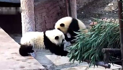  大熊猫霸占摇摇椅,不准同伴一起玩,网友没见过这么霸道的