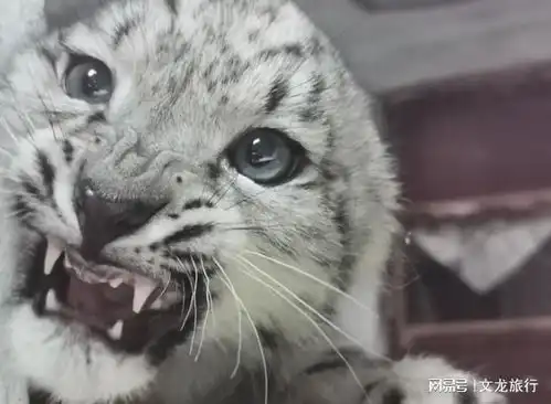 首次发现雪豹现身青海湟源,但青藏高原在大变,印度已受困扰 首次发现雪豹现身青海湟源,但青藏高原在大变,印度已受困扰