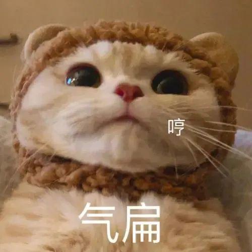 表情包搞笑斗图视频网络