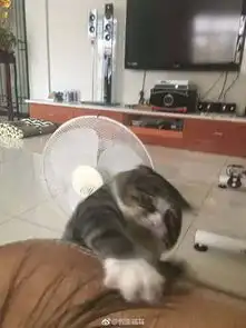 主人逗猫时拍下的照片,果然养猫后表情包都不缺了 主人逗猫时拍下的照片,果然养猫后表情包都不缺了