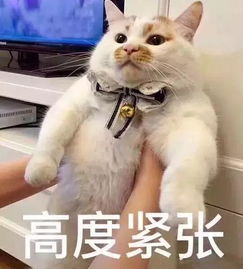  给你发来了一组喵咪表情包,快码