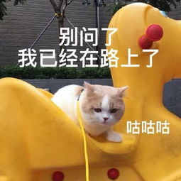 表情包喵星人已占领你的朋友圈