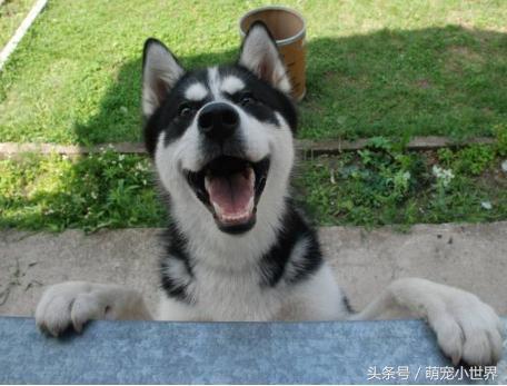  跟爸妈出来,你到底多不开心这一系列二哈表情包让看的人全笑喷