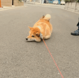  柴犬北登我走了,但是我一直在你们的表情包里