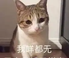 我要领养一只品种猫,免费的那种不要土猫 我要领养一只品种猫,免费的那种不要土猫