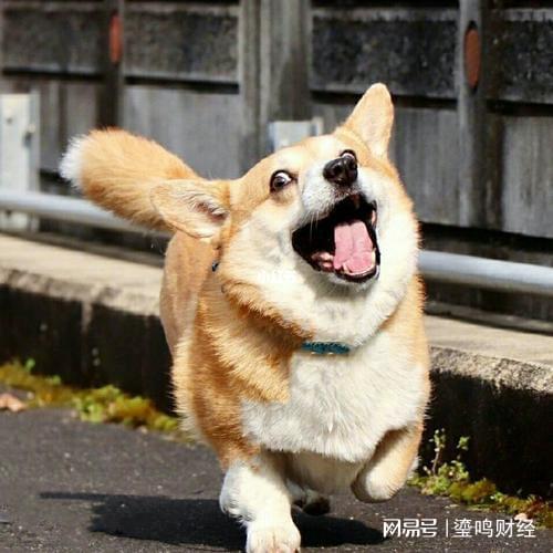  养了狗子以后才知道的事情,拉着你家狗子一起看看中了几条