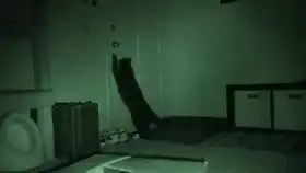 当猫咪遇到龙虾,在作死的边缘来回试探 当猫咪遇到龙虾,在作死的边缘来回试探