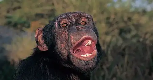 哺乳动物系列猿二 哺乳动物系列猿二