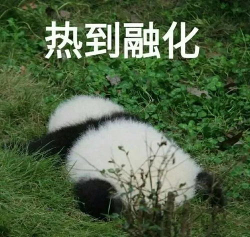  突然倒地,体温40.9,上海64岁男子被紧急送医高温橙色预警连续三天发布,疾控提醒中暑小暑降温上海市高温天气网易订阅