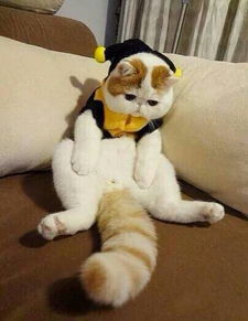  求如图的猫的来历叫什么来自哪如果是微博请告诉我帐号非常感谢