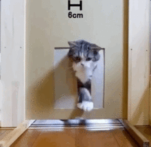 猫咪说话表情包gif