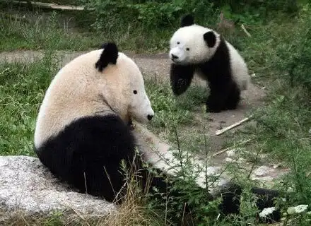 大熊猫没有黑眼圈表情包大熊猫去掉黑眼圈图片9张高清腾牛下载 大熊猫没有黑眼圈表情包大熊猫去掉黑眼圈图片9张高清腾牛下载