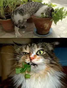 猫咪吃猫薄荷表情大合集吐舌打滚超可爱 猫咪吃猫薄荷表情大合集吐舌打滚超可爱