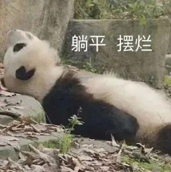  超可爱的熊猫表情包